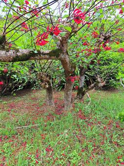 サンゴシトウの花 サンゴシトウの花 サンゴシトウ,花,木の写真素材
