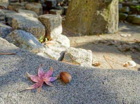 石畳の縁に並ぶどんぐりとモミジの葉 どんぐり,紅葉,日本の秋の写真素材