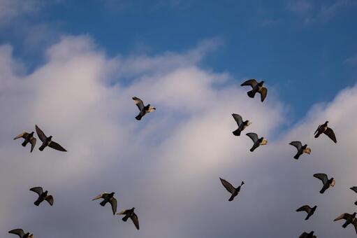 空を飛ぶキジバトの群れ 鳥,空,ハトの写真素材