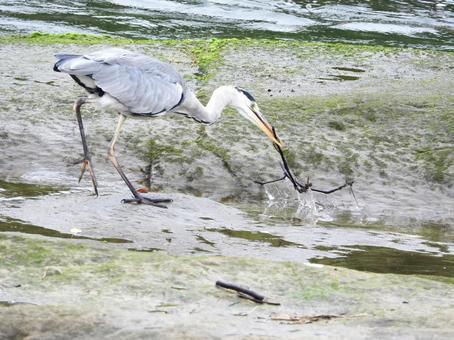 枝を拾い上げるアオサギ 枝を拾い上げるアオサギ 鳥,野鳥,川辺の写真素材