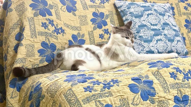 ソファで微睡むシャムミックス猫ちゃん 猫,シャムトラ,微睡むの写真素材