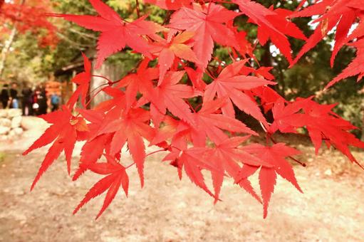 秋の紅葉 秋の紅葉の写真