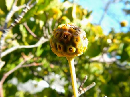 【花の写真】ヤマボウシの実 【花の写真】ヤマボウシの実の写真