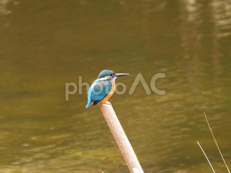 お気に入りの棒の上のカワセミ3 カワセミ,鳥,鳥類の写真素材