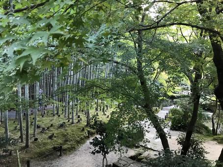 新緑の寺院 新緑の寺院の写真