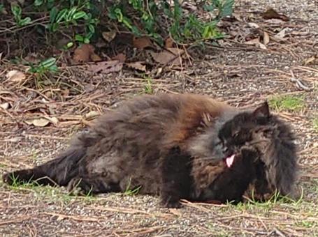 Relaxing stray cat, JPG