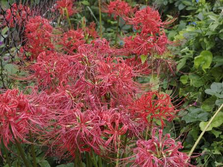 Red spider lily (Higanbana), JPG Red spider lily (Higanbana), JPG
