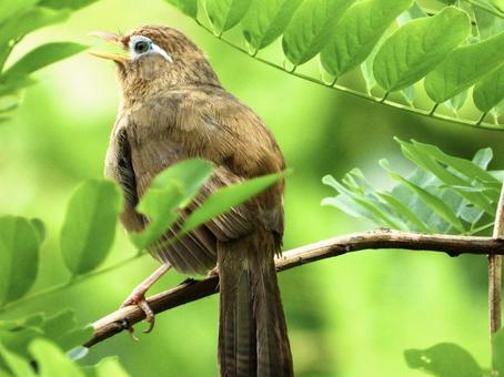 枝につかまり鳴くガビチョウ 枝につかまり鳴くガビチョウの写真