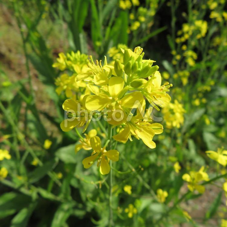 住宅の庭先で咲いた菜の花 菜の花,花,植物の写真素材