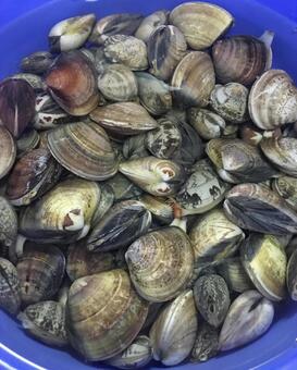 あさりの砂抜きと下処理の様子 あさり,浅利,貝の写真素材