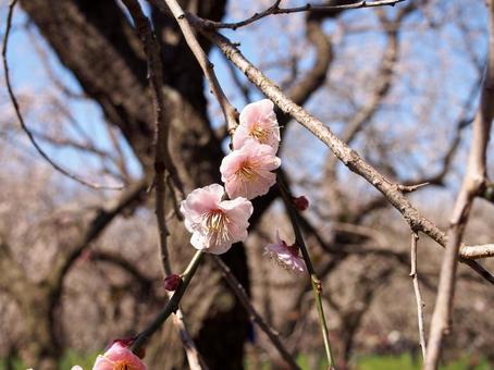 梅の花 梅の花の写真