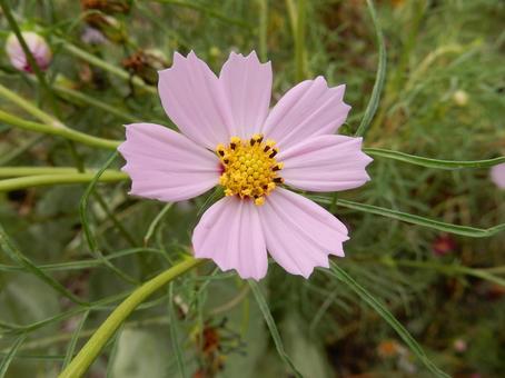 【花の写真】コスモス(秋桜) 【花の写真】コスモス(秋桜) コスモス,秋桜,自然の写真素材
