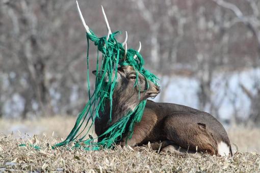 野生の鹿 野生の鹿の写真