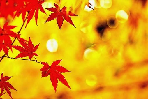 Autumn leaves, JPG Autumn leaves, JPG