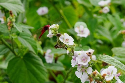 ショウジョウトンボ⑿ ショウジョウトンボ⑿ 昆虫,ショウジョウトンボ,生き物の写真素材