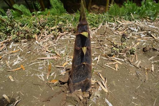 竹の子 春の食材の写真