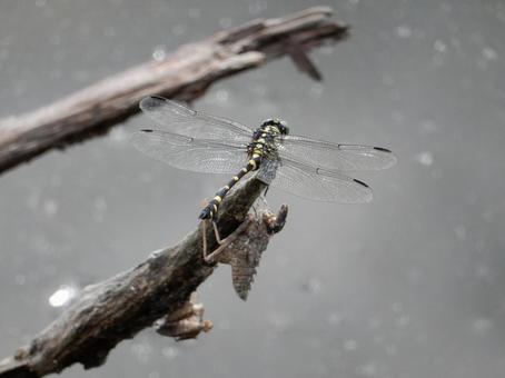 【昆虫写真】ウチワヤンマ(団扇蜻蜒) 【昆虫写真】ウチワヤンマ(団扇蜻蜒) ウチワヤンマ,団扇蜻蜒,蜻蛉の写真素材