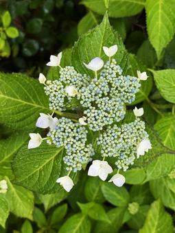 紫陽花の写真