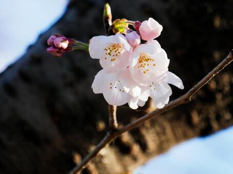 桜 桜の写真