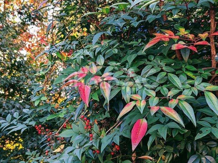 赤く色づき始めた木の葉 秋,紅葉,色づくの写真素材