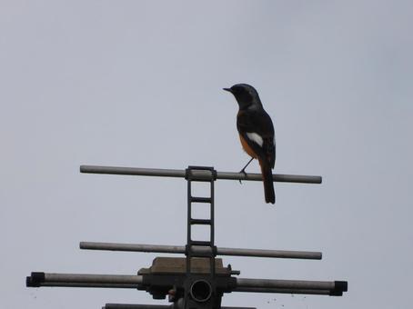近所のアンテナに止まったジョウビタキの♂ 鳥,野鳥,バードウォッチングの写真素材
