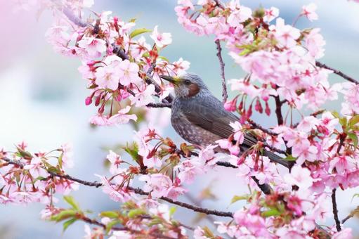 満開の美しい桜とヒヨドリ 鳥,ヒヨドリ,春の写真素材