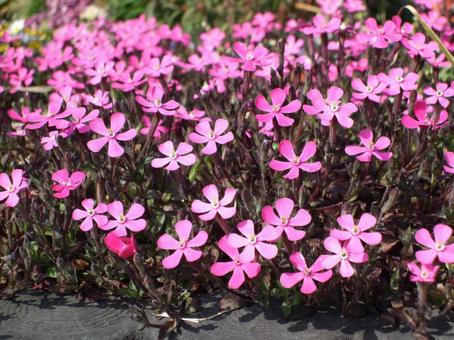 しばザクラ 芝桜,ピンクの花,春の花の写真素材