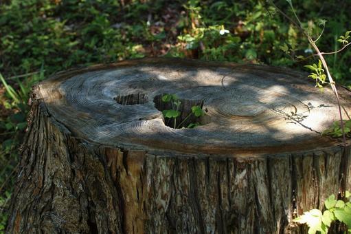Photo, stump, natural, wood, 