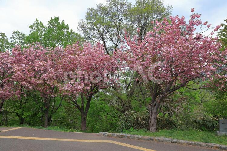 旭山記念公園の八重桜 1 八重桜,八重咲き,旭山記念公園の写真素材