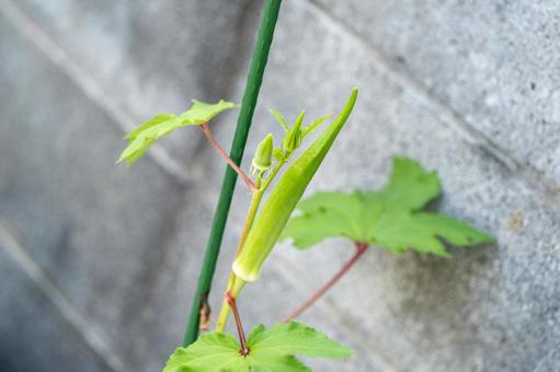 家庭菜園成長途中のオクラ 家庭菜園成長途中のオクラの写真