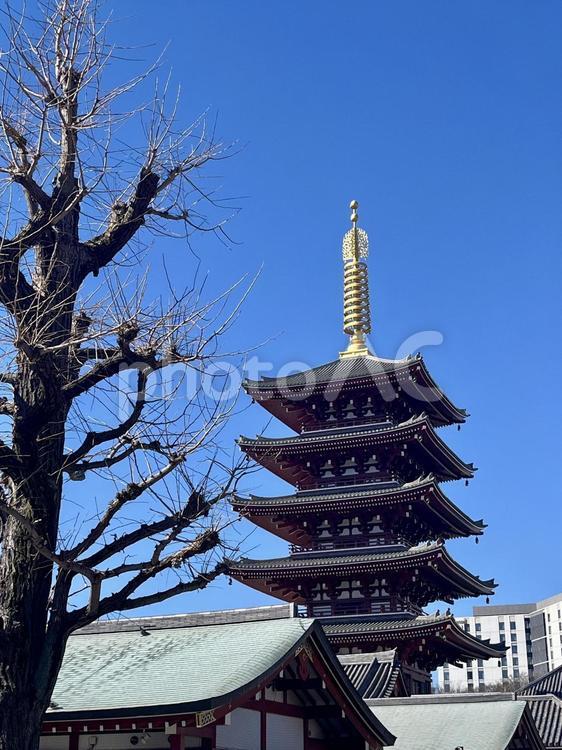 冬木と浅草寺の五重塔 浅草,五重塔,浅草寺の写真素材