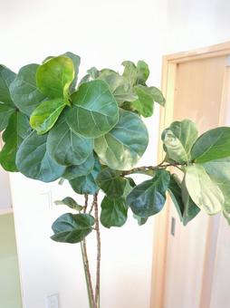 大型観葉植物 カシワバゴムバンビーノ 大型観葉植物 カシワバゴムバンビーノの写真