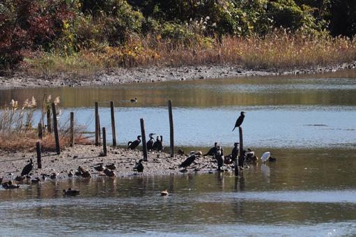 水鳥と池 水鳥,池,湖の写真素材