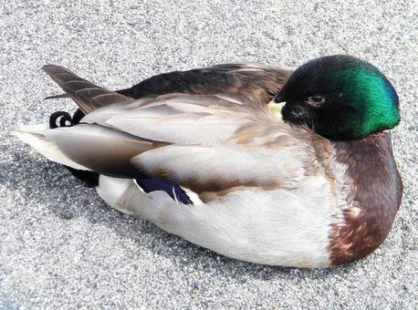 Photo, une créature, oiseau, mallard, 