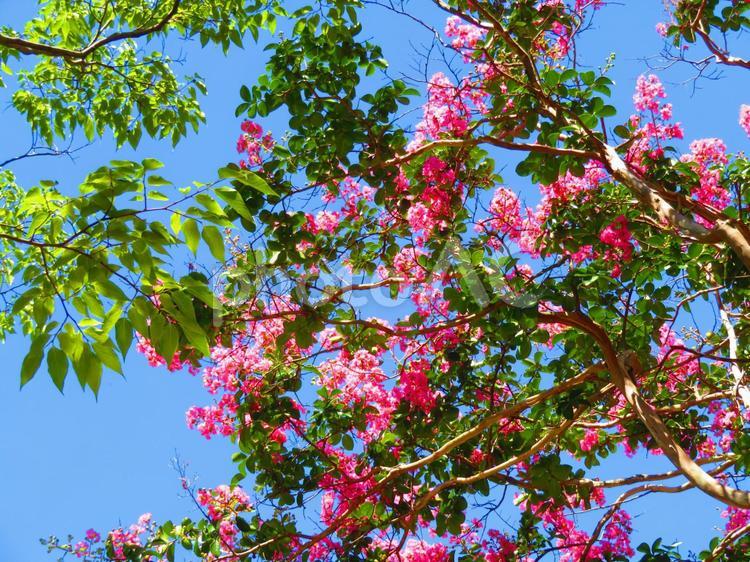 ８月上旬の高松市立中央公園高松市のサルスベリの花 背景,百日紅,サルスベリの写真素材