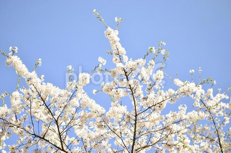 令和元年のソメイヨシノ ソメイヨシノ,桜,桜の花の写真素材