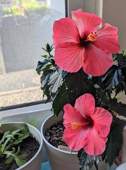 待ってました！ハイビスカス咲いたよ！の写真