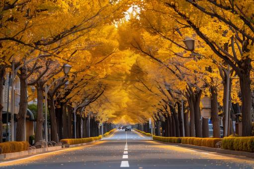 秋の銀杏並木道の写真