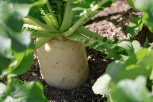 土の畑の田辺大根の植わっている風景 土,畑,大根の写真素材