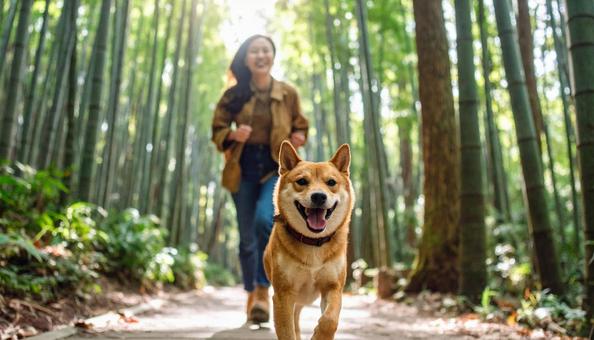 清々しい空気の森を笑顔で走る犬と飼い主 清々しい空気の森を笑顔で走る犬と飼い主の写真