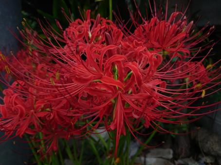 彼岸花の写真