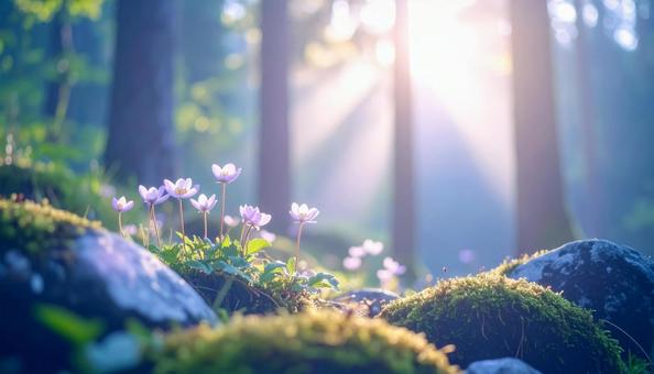苔岩に咲く野花 苔岩に咲く野花の写真