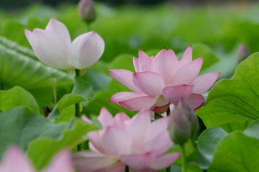lotus, JPG lotus, JPG