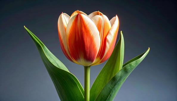 一輪のチューリップの花の写真