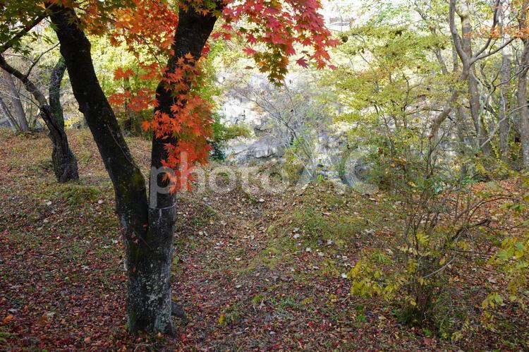 二股に分かれた紅葉の木のある景色（厳美渓　岩手県一関市） 紅葉,木,厳美渓の写真素材