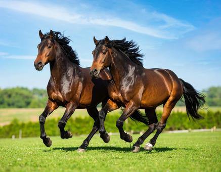 午年フォト・晴れた日の牧場と馬 午年フォト・晴れた日の牧場と馬の写真