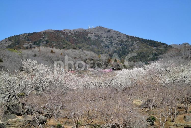 筑波山梅林 茨城県,筑波山,梅林の写真素材