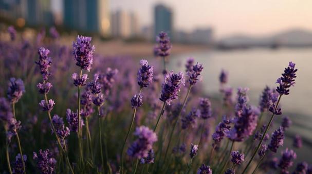 夢のような風景:広がるラベンダー畑 夢のような風景:広がるラベンダー畑の写真