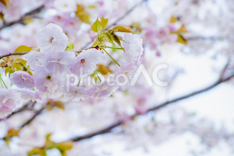桜の花（八重桜） 桜,八重桜,八重の写真素材