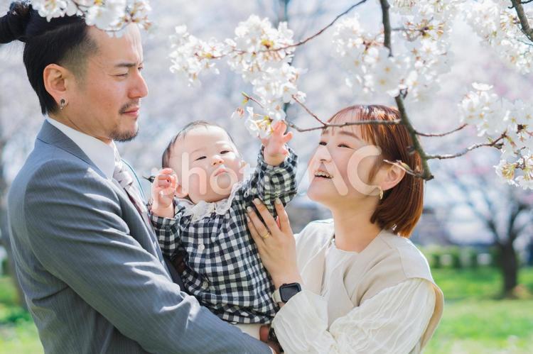 お花見をする家族 親子,家族,子供の写真素材